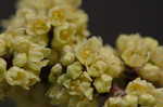 Fragrant sumac